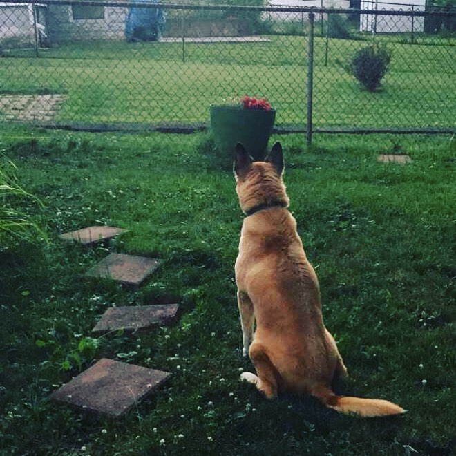 “Dogs are not our whole life, but they make our lives whole” – Roger Caras